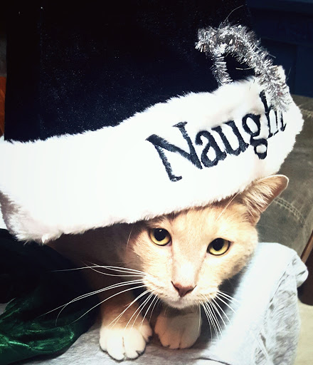 Pet Supply Store «PetSmart», reviews and photos, 5435 W TX-1604 Loop N, San Antonio, TX 78253, USA