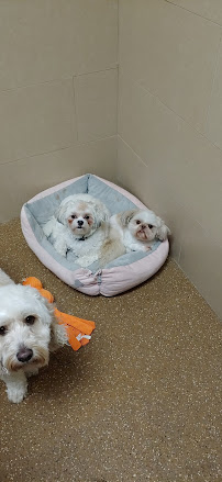 Woof's Play & Stay - South Overland Park - Photo 8 - Car repair in Overland Park, KS, Overland Park