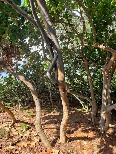 Bar & Grill «18 on the Rocks», reviews and photos, 2405 Gulf Blvd, Indian Rocks Beach, FL 33785, USA