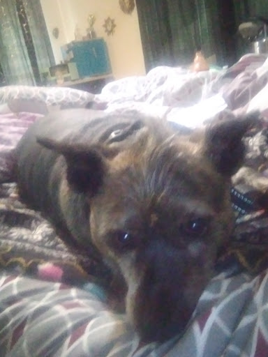 Pet Supply Store «Petco Animal Supplies», reviews and photos, 8164 Mall Pkwy, Lithonia, GA 30038, USA