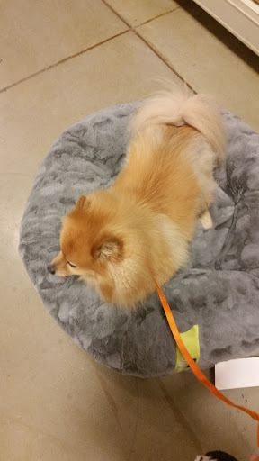 Pet Supply Store «PetSmart», reviews and photos, 4500 Mitchellville Rd, Bowie, MD 20716, USA