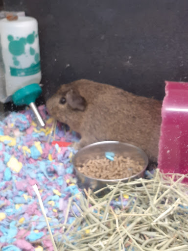 Pet Supply Store «PetSmart», reviews and photos, 5 Mystic View Rd, Everett, MA 02149, USA