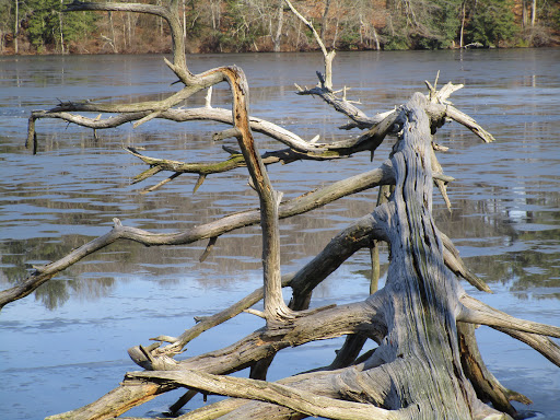 Park «Killens Pond State Park», reviews and photos, 5025 Killens Pond Rd, Felton, DE 19943, USA