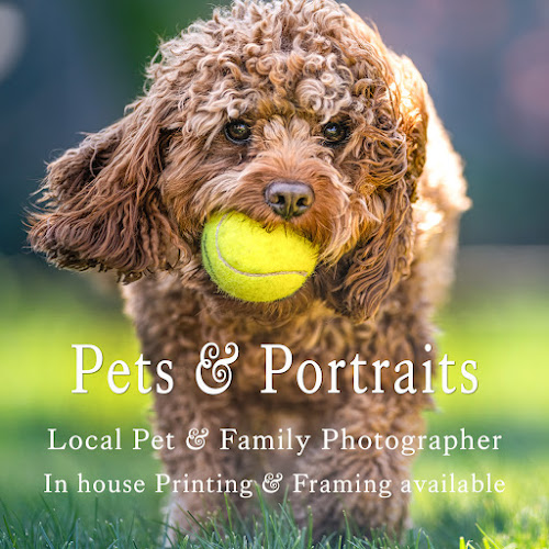 Pets and Portraits