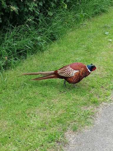 Rodley Nature Reserve