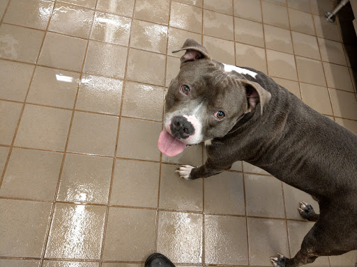 Pet Supply Store «Pet Supplies Plus», reviews and photos, 50633 Gratiot Ave, Chesterfield, MI 48051, USA