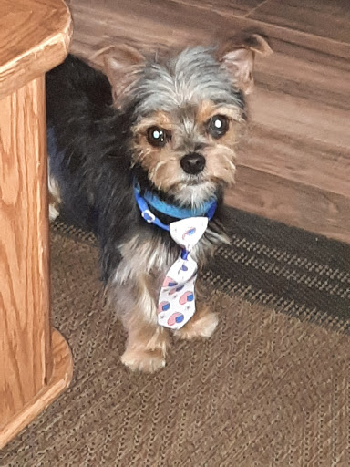 Pet Supply Store «Petco Animal Supplies», reviews and photos, 1429 W Pacheco Blvd, Los Banos, CA 93635, USA