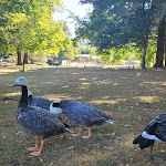 Photo n° 2 de l'avis de Clem.o fait le 31/07/2022 à 21:03 pour Parc animalier et botanique & Parcabout de Branféré à Le Guerno
