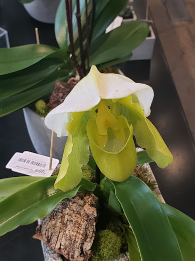 Orchid Grower «Orchid Dynasty», reviews and photos, 959 900 S, Salt Lake City, UT 84105, USA