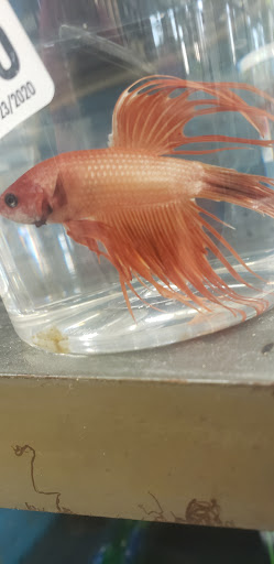 Pet Supply Store «Pet Supplies Plus», reviews and photos, 34370 Aurora Rd, Solon, OH 44136, USA