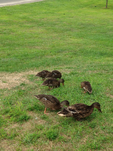 Nature Preserve «Meigs Point Nature Center», reviews and photos, 1288 Boston Post Rd, Madison, CT 06443, USA