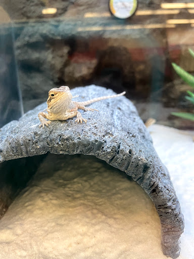 Pet Supply Store «Petco Animal Supplies», reviews and photos, 17930 Halsted St, Homewood, IL 60430, USA