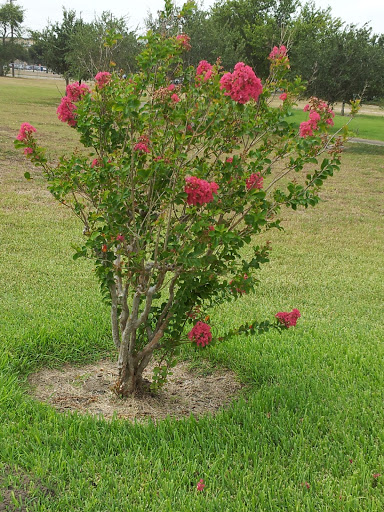 Gift Shop «Iwo Jima Museum Gift Shop», reviews and photos, 320 Iwo Jima Blvd, Harlingen, TX 78550, USA