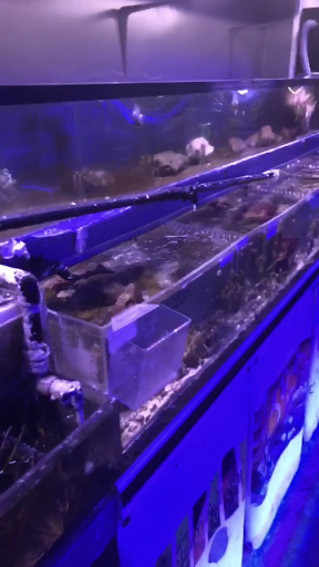 Tropical Fish Store «Quantum Reefs», reviews and photos, 7025 Brookfield Plaza, Springfield, VA 22150, USA