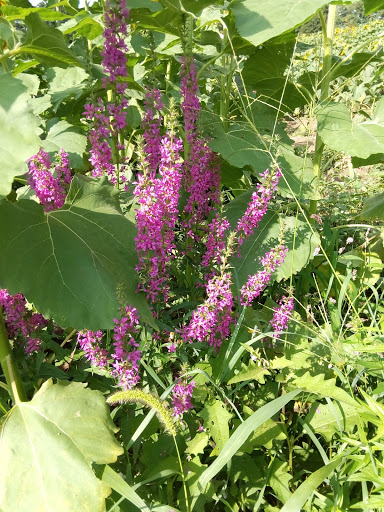 Tourist Attraction «Sussex County Sunflower Maze», reviews and photos, 101 Co Rd 645, Sandyston, NJ 07826, USA