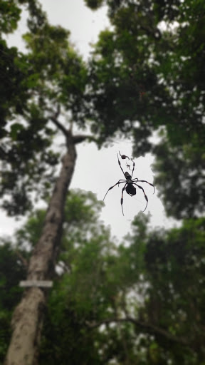 Park «Simpson Park», reviews and photos, 5 SW 17th Rd, Miami, FL 33129, USA