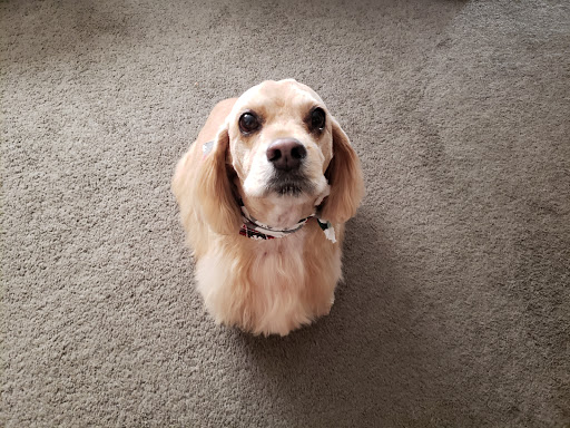 St. Marks Dog Resort image