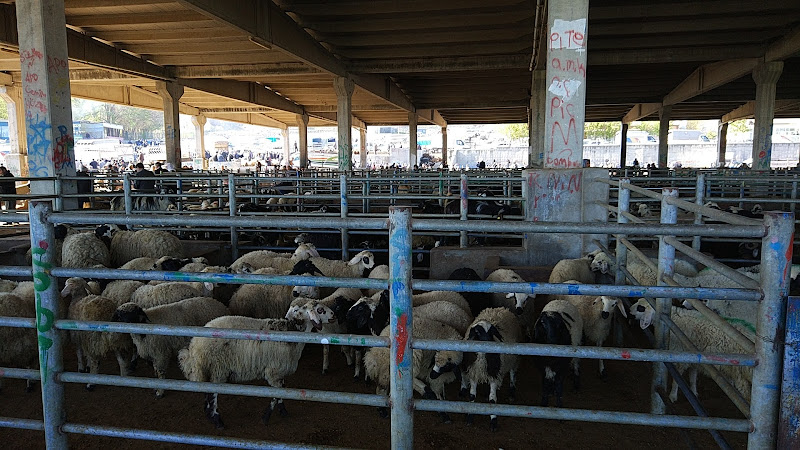 Canlı Hayvan Borsası