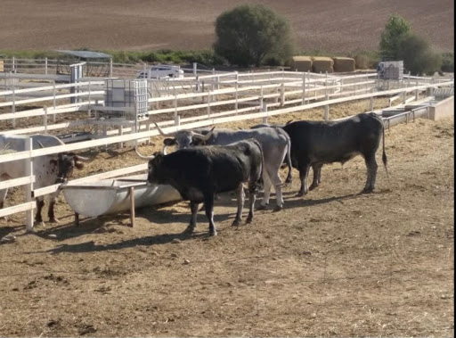 Costillas Tonatiuh S L en Ajalvir