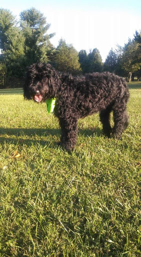 Mexican Restaurant «QDOBA Mexican Eats», reviews and photos, 1570 N Dixie Hwy #100, Elizabethtown, KY 42701, USA