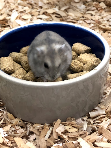 Pet Supply Store «Pet Supermarket», reviews and photos, 1080 Alafaya Trail, Oviedo, FL 32765, USA