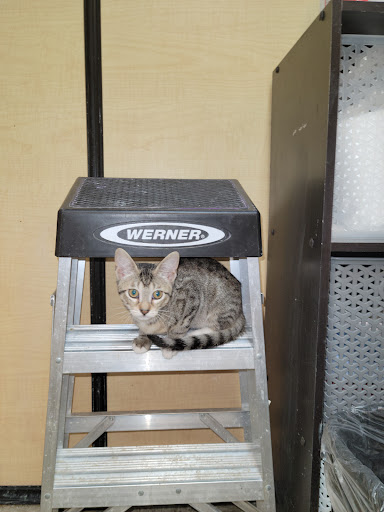 Pet Supply Store «PetSmart», reviews and photos, 534 US-441, Lady Lake, FL 32159, USA