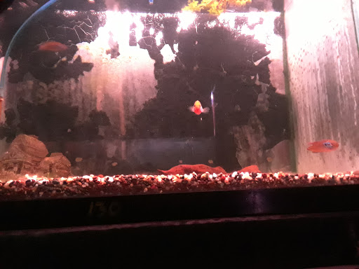 Aquarium «Cichlid World», reviews and photos, 27843 Ford Rd, Garden City, MI 48135, USA