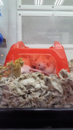 Pet Supply Store «Petco Animal Supplies», reviews and photos, 1815 Newport Blvd b, Costa Mesa, CA 92627, USA