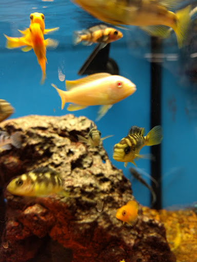 Pet Supply Store «Petco Animal Supplies», reviews and photos, 3444 S Mooney Blvd, Visalia, CA 93277, USA