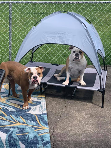 Insurance Agency «Lesa Yoho - State Farm Insurance Agent», reviews and photos