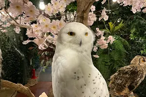 KYOTO OWL'S FOREST image