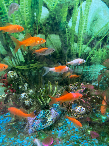 Pet Supply Store «Pet Supplies Plus», reviews and photos, 873 S Main St, Lapeer, MI 48446, USA