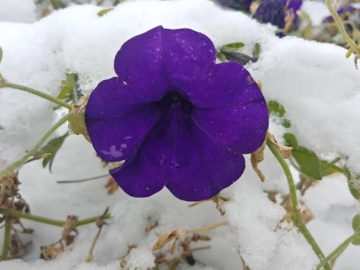 Park «Cranmer Park», reviews and photos, 4501 E 1st Ave, Denver, CO 80220, USA