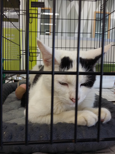 Pet Supply Store «Petco Animal Supplies», reviews and photos, 1007 Ten Rod Rd, North Kingstown, RI 02852, USA