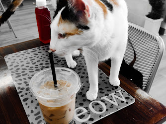 Popoki + Tea Cat Cafe
