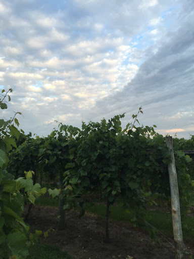 Winery «Snus Hill Vineyard & Winery», reviews and photos, 2183 320th St, Madrid, IA 50156, USA