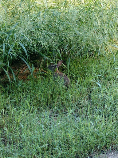 Park «Arroyo Park», reviews and photos, 1101 E New Hampshire St, Harlingen, TX 78550, USA