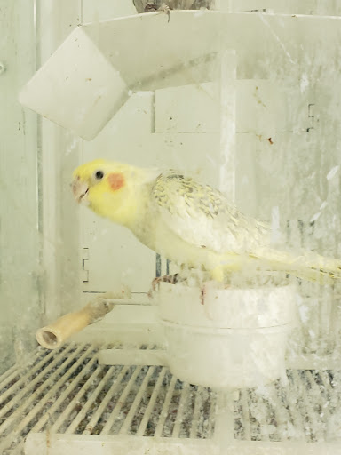 Pet Supply Store «Petco Animal Supplies», reviews and photos, 4840 N Pulaski Rd #100, Chicago, IL 60630, USA