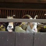 Photo n° 2 de l'avis de Sandra.l fait le 05/08/2018 à 20:53 pour Parc Animalier Etxola à Sare