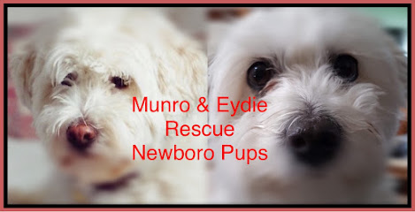 Munro & Eydie Dog Rescue, Owner Surrender