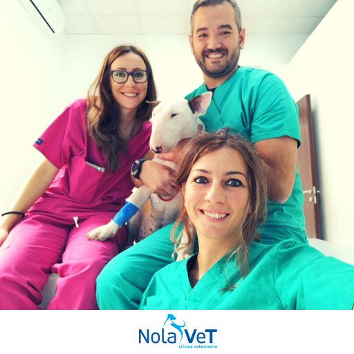 Pensioni per cani e dog hotel a Clinica Veterinaria NolaVeT- Pronto Soccorso Veterinario h24