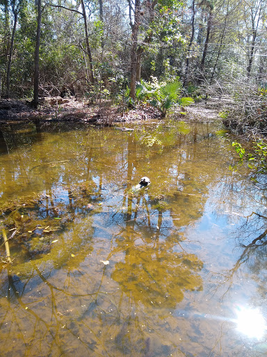 Park «Edith L Moore Nature Sanctuary», reviews and photos, 440 Wilchester Blvd, Houston, TX 77079, USA