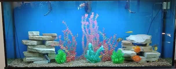 Aquascapes by The Fishman
