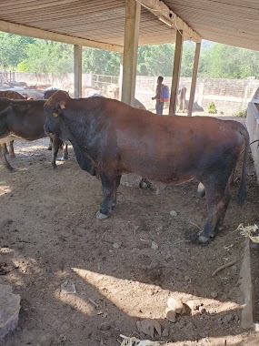 Rancho El Capire