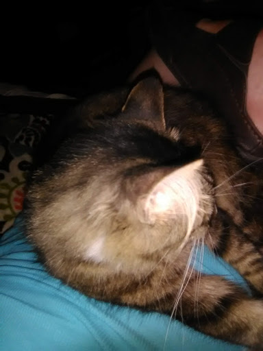 Pet Boarding Service «Howliday Inn Suites & Treats Pet Resort», reviews and photos, 1 Davis Ct, Hurricane, WV 25526, USA