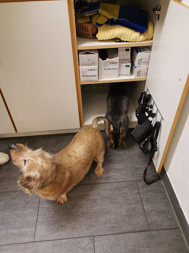 Veterinary practice for small animals unter Bochum, 