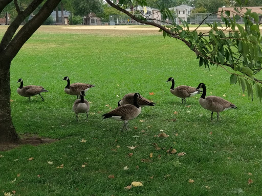 Park «Constitution Park», reviews and photos, Fletcher Ave & Lewis St, Fort Lee, NJ 07024, USA