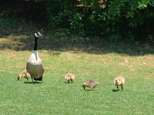 Golf Course «Georgia National Country Club», reviews and photos, 1715 Lake Dow Rd, McDonough, GA 30252, USA