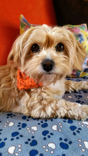 Chirurgische Kleintierpraxis in Borchen unter Borchen, Nordrhein-Westfalen