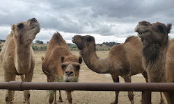 Oasis Camel Dairy